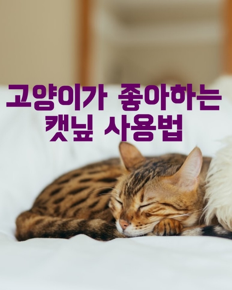 고양이가 좋아하는 캣닢 사용법
