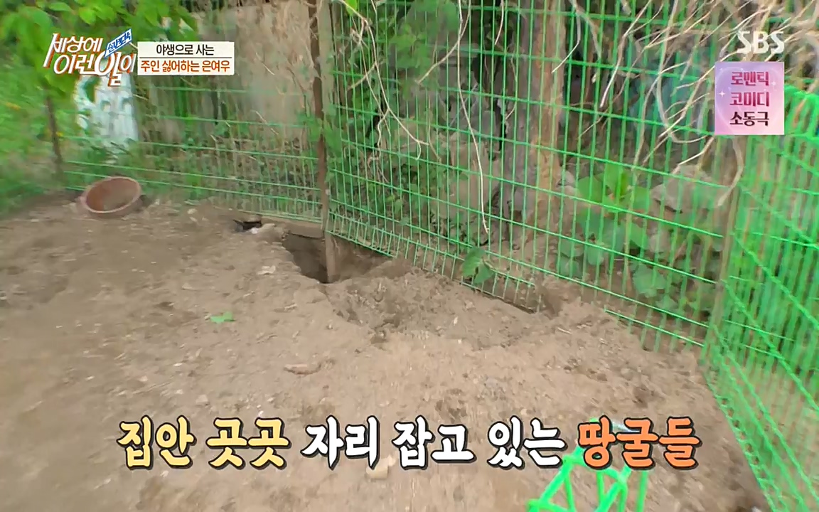 순간포착 세상에 이런일이.E1179.220511p-NEXT.mp4_20220511_175823.556.jpg
