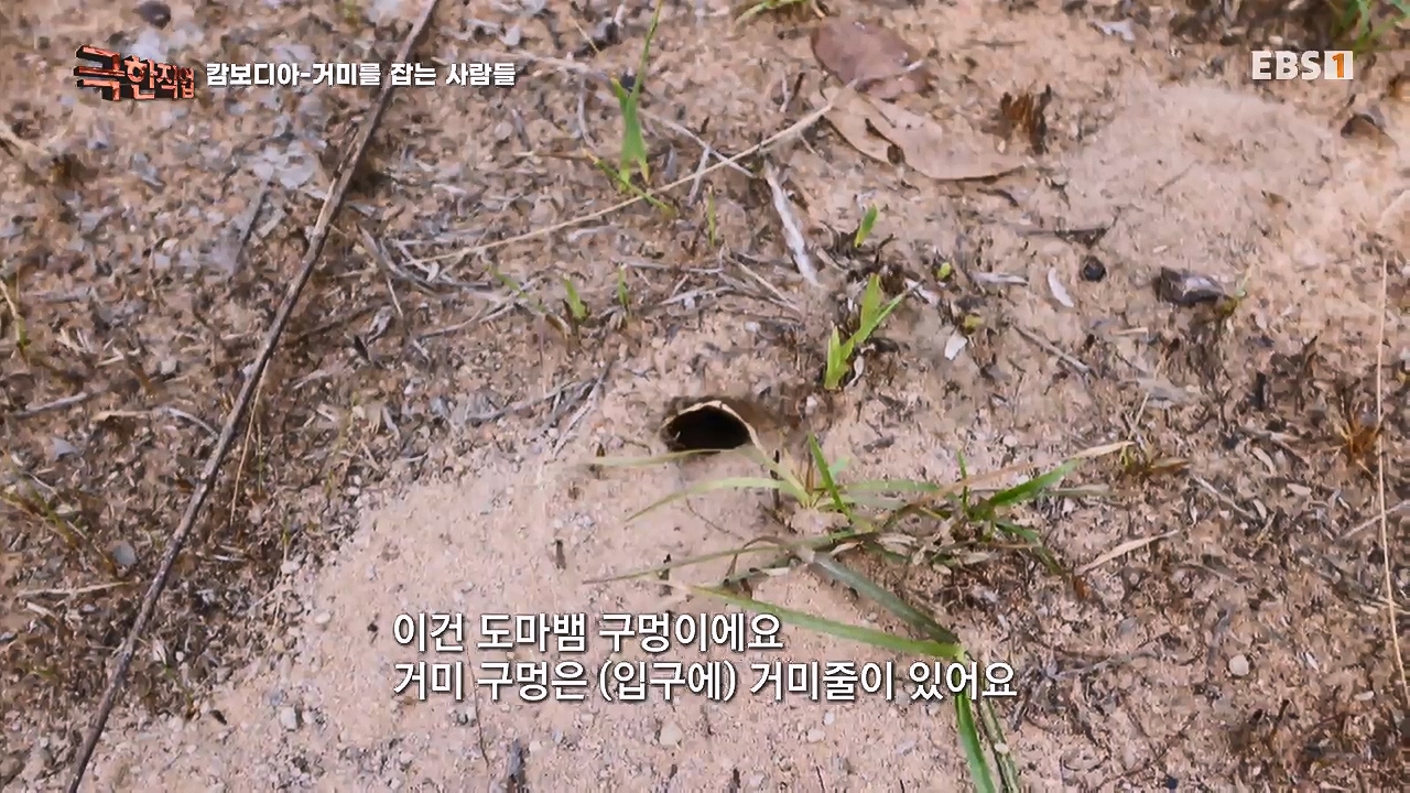 TV - 전 국민의 평생학교 EBS캄보디아 - 독충을 잡는 사람들.mp4_20230501_171854.261.jpg