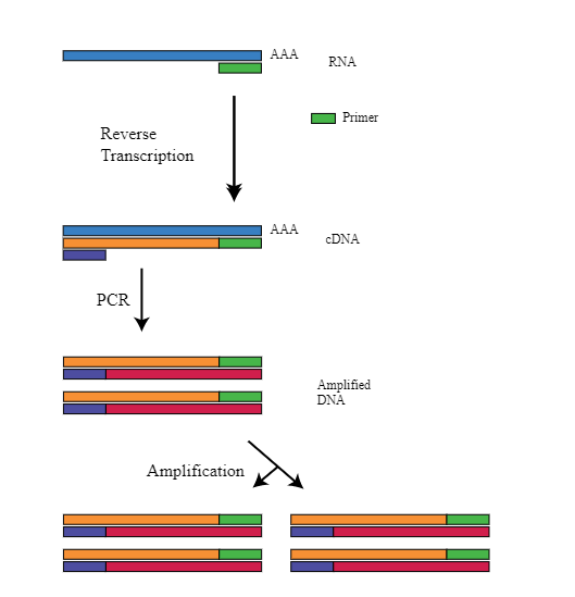 RT-PCR (Revers Transcription PCR) 실험 방법 정리