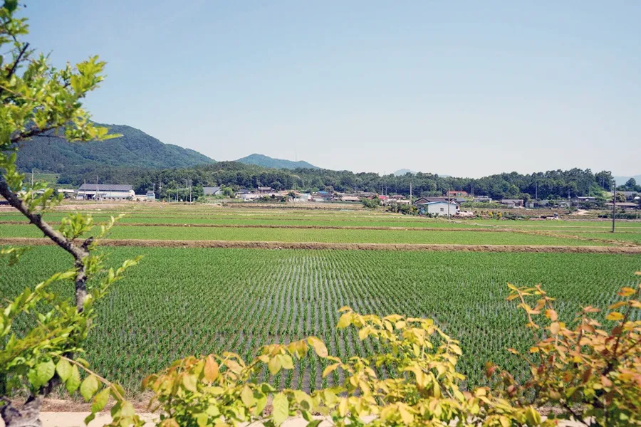 충주 내포긴들마을