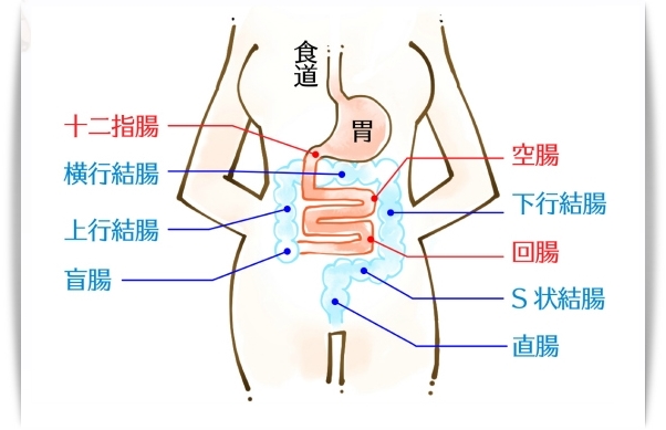  정체장에 의한 비만, 구취, 늙은 얼굴 등의 고민 해소