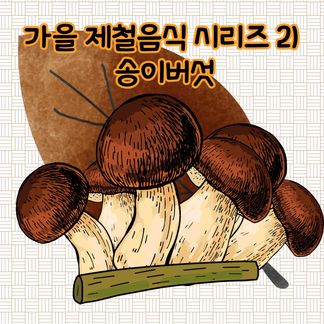 가을 제철음식 시리즈2) 송이버섯의 효능, 채취시기, 먹는법, 시세
