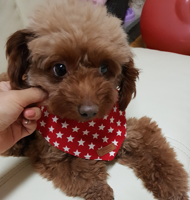  간편하고 맛있는 애견간식 만들기