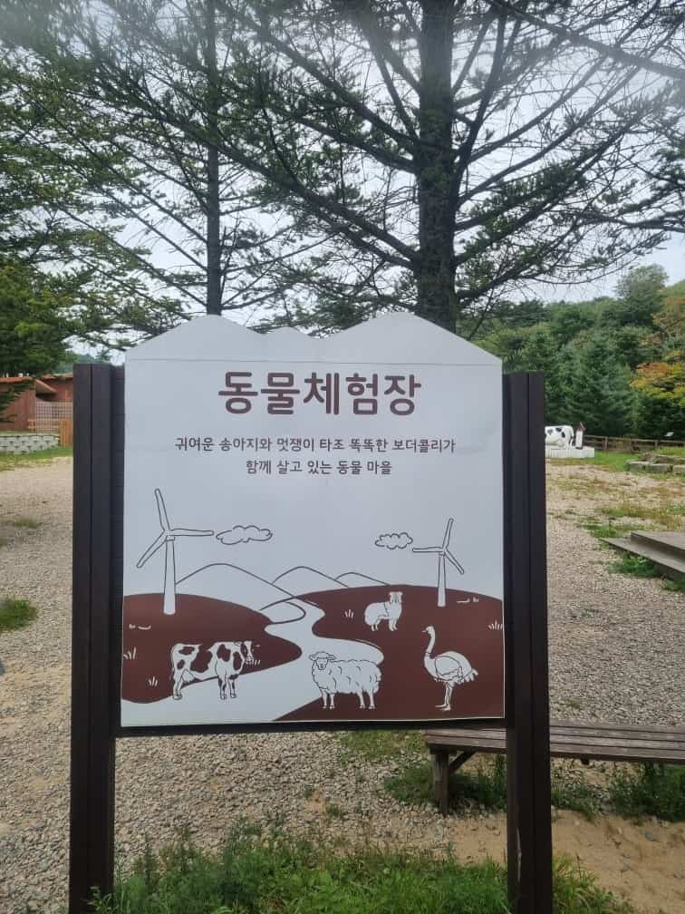 대관령 삼양목장 동물체험장