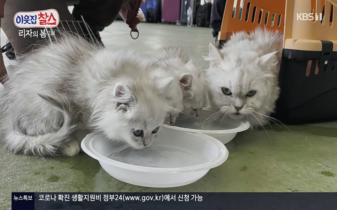 이웃집 찰스.E338.220518p-NEXT.mp4_20220518_184313.843.jpg