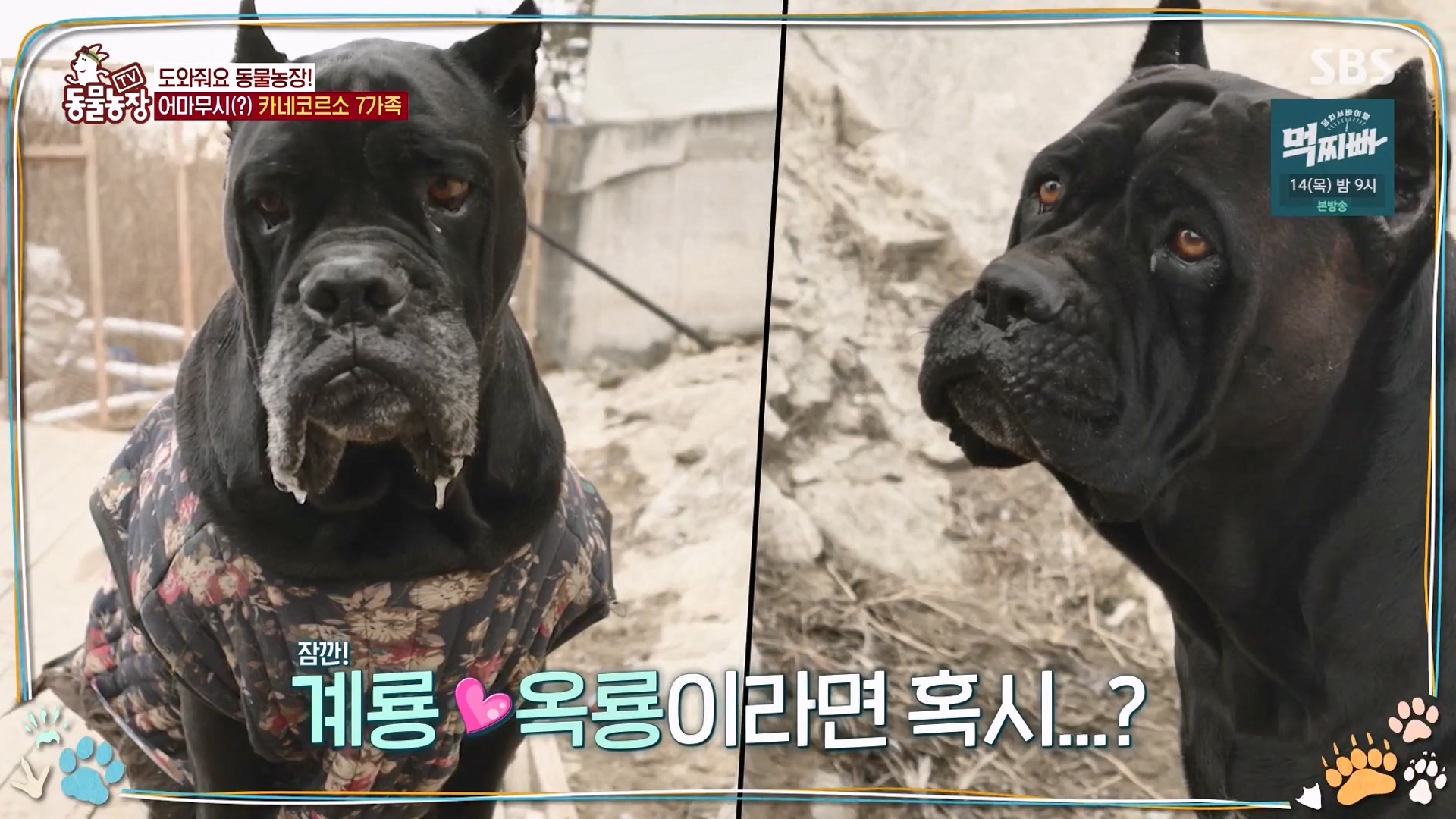 TV 동물농장.E1162.240310p-NEXT.mp4_20240310_162134.604.jpg