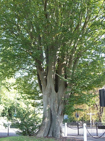 느티나무