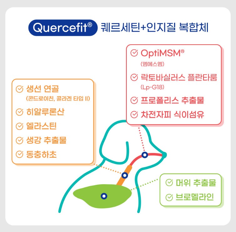 브랜바인 레스피라토리 가디언 강아지 기관지 영양제 추천1