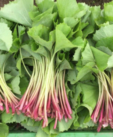 생방송 투데이의 매력과 머위 주문 정보 1 Image