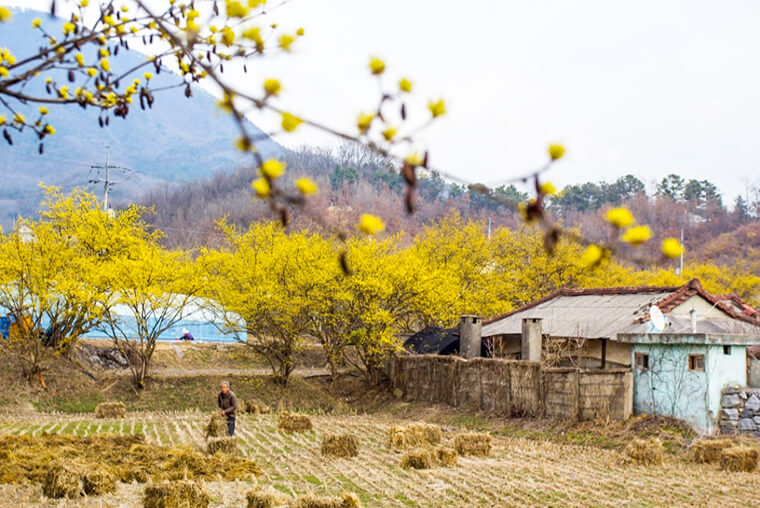 이천 산수유마을