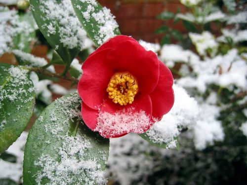 빨간 동백꽃 한 송이에 하얀 눈이 내려 앉은 사진