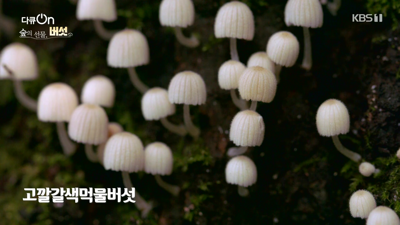 다큐 온.E227.231120p-NEXT.mp4_20231121_201847.098.jpg