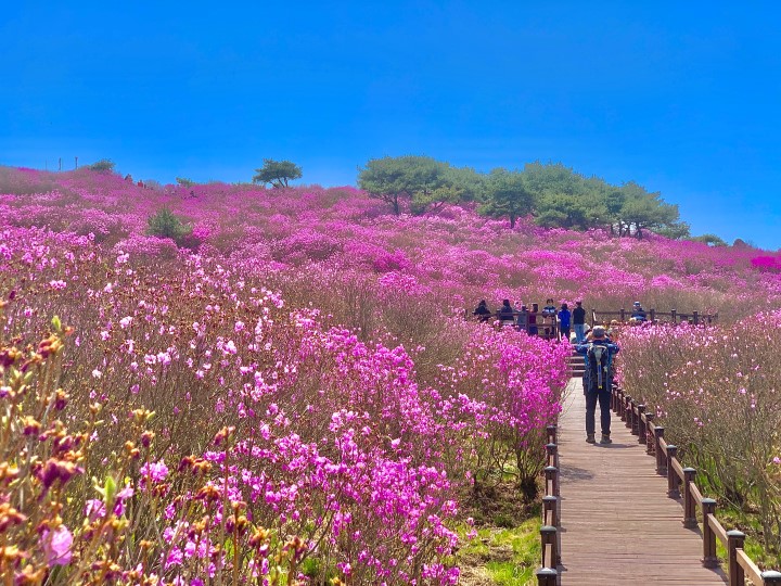 비슬산-참꽃군락지