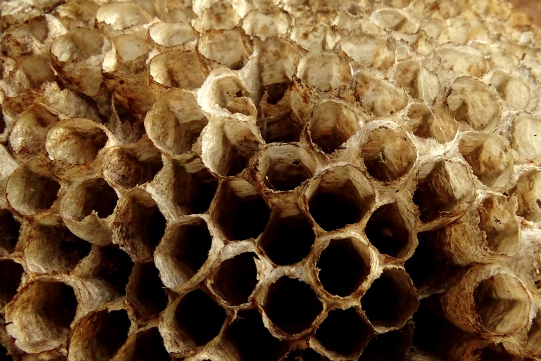 Hive