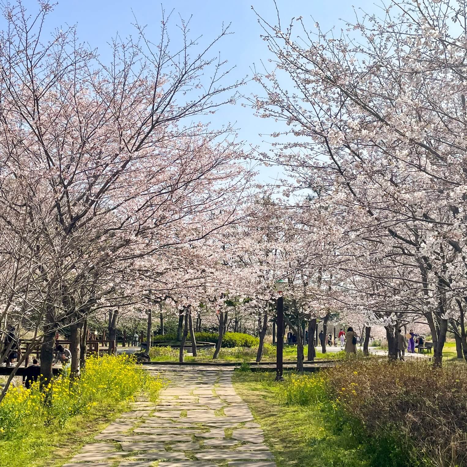 제주도민이 선택한 제주도 벚꽃 명소 베스트5 1