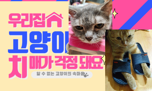 고양이 치매가 걱정된다는 글자와 우리집 고양이 사진 두장이 있는 그림