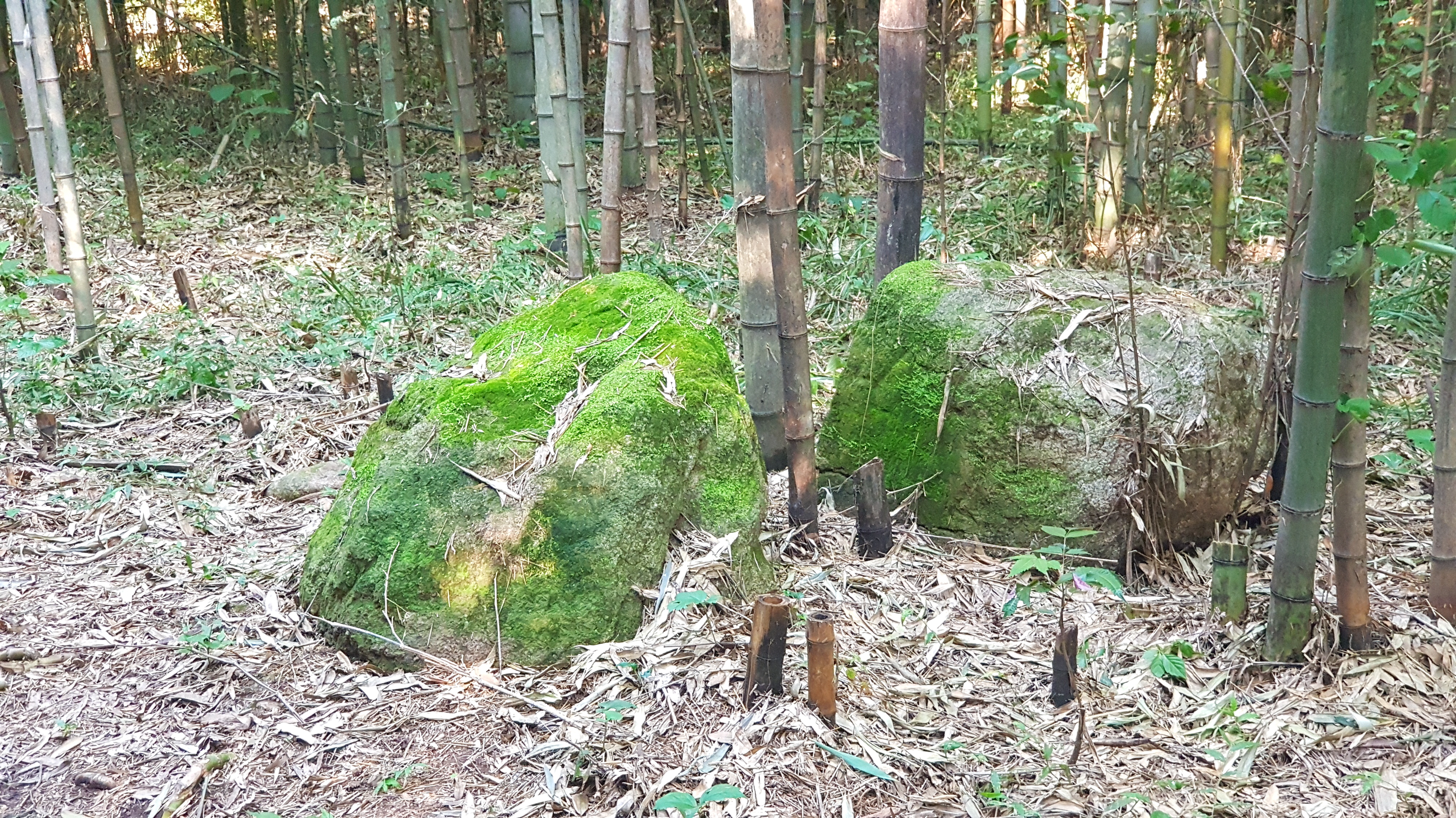 자연이 만든 돌 이끼