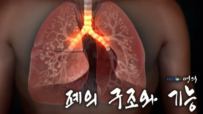 폐 섬유화 단계별 증상 원인 치료방법_5