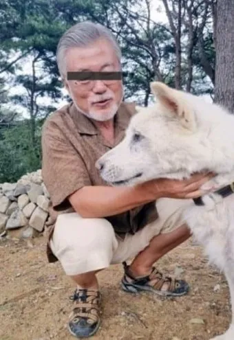 풍산개 분양 가격 수명 성격 장점 단점_15