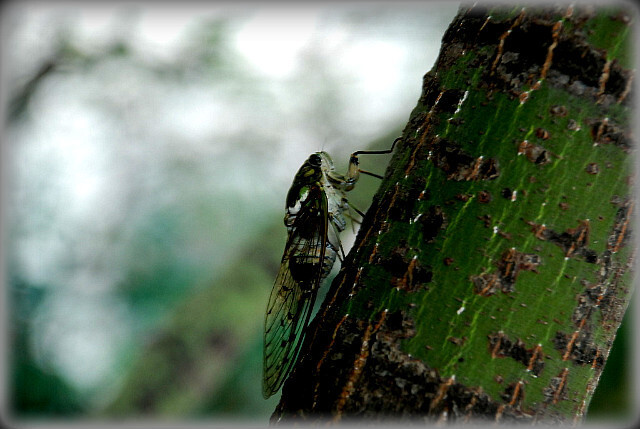 タツノオトシゴの繁殖方法 - 求愛