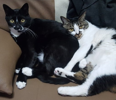  고양이 발정기 끝나면, 가출할까?!