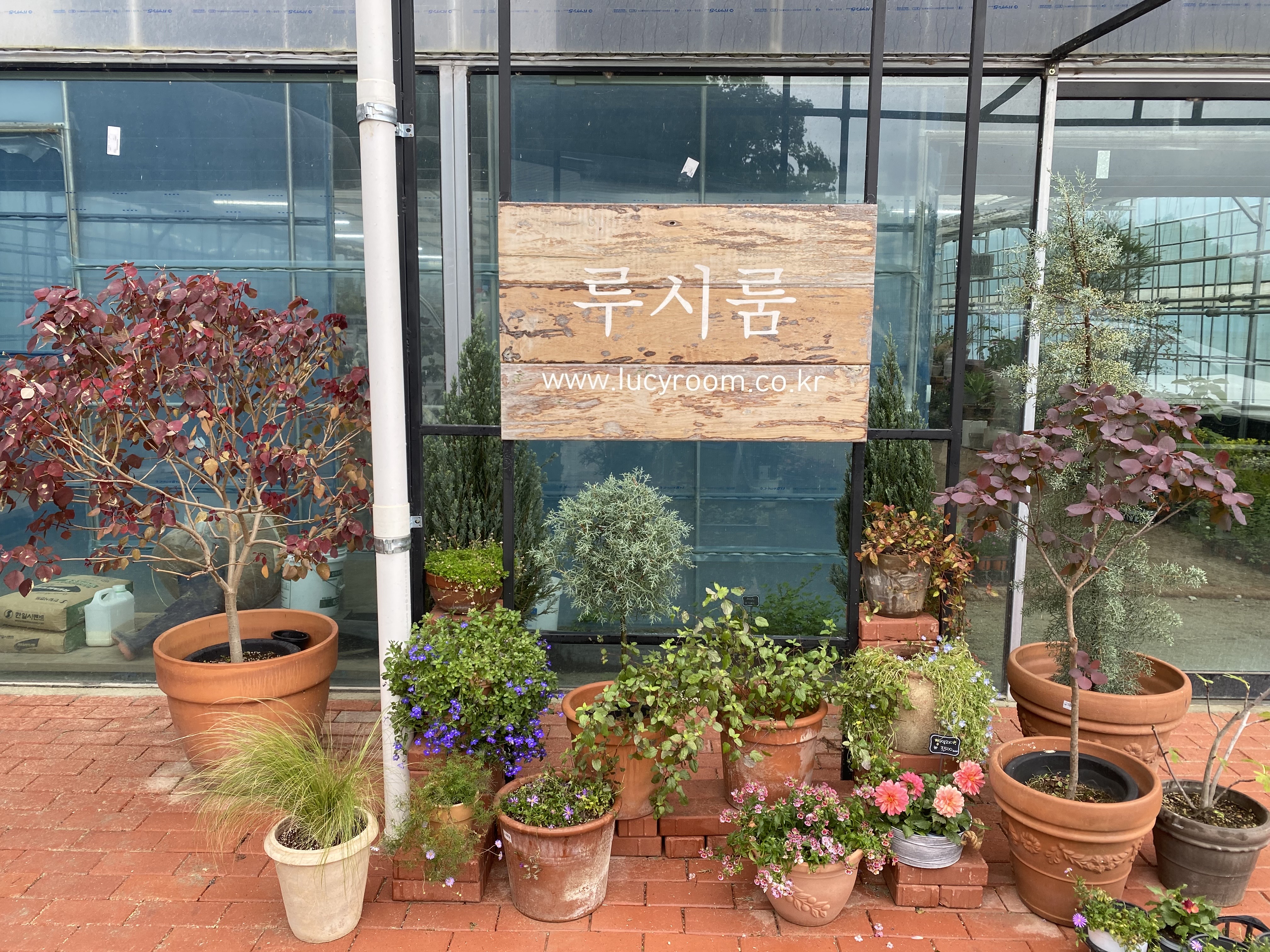  세종 루시룸 분갈이 후기 화분 · 공기정화식물 · 플랜테리어 · 가드닝