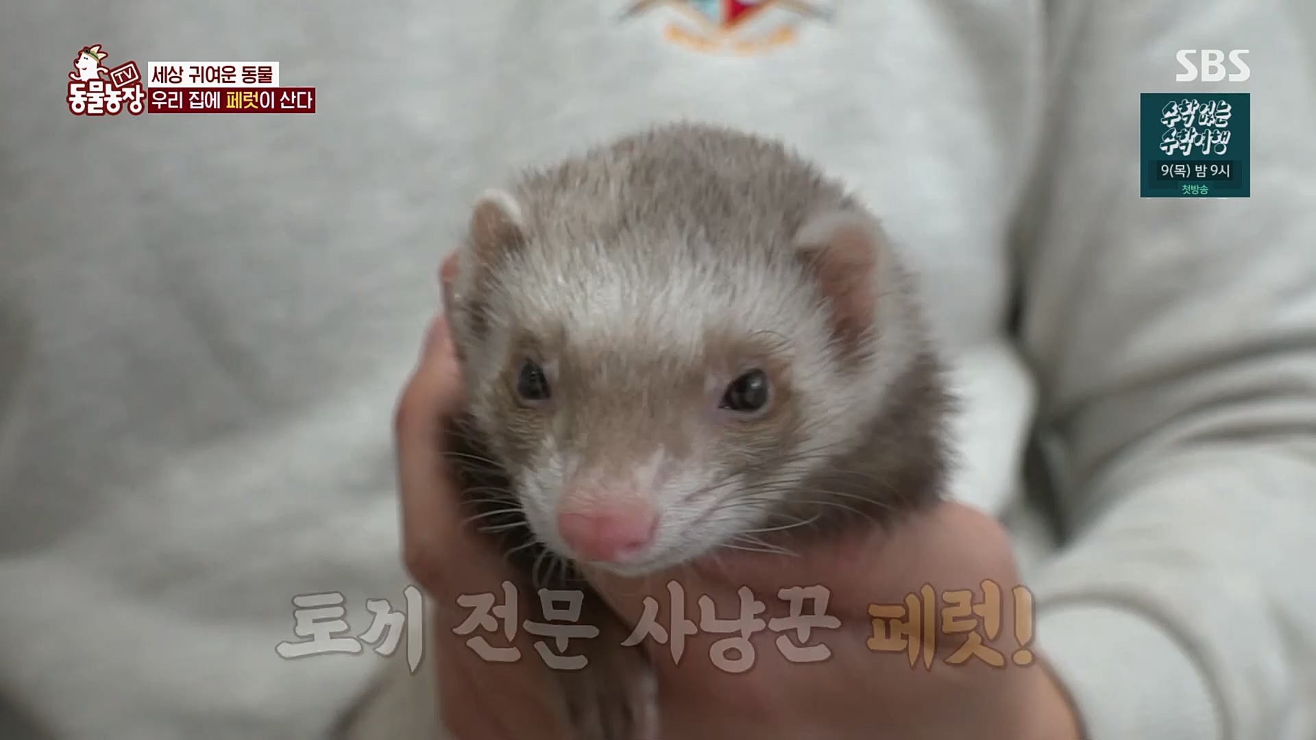 TV 동물농장.E1109.230226p.H264-F1RST.mp4_20230226_161914.753.jpg