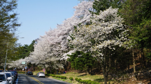 서울-벚꽃-명소-서울대학교