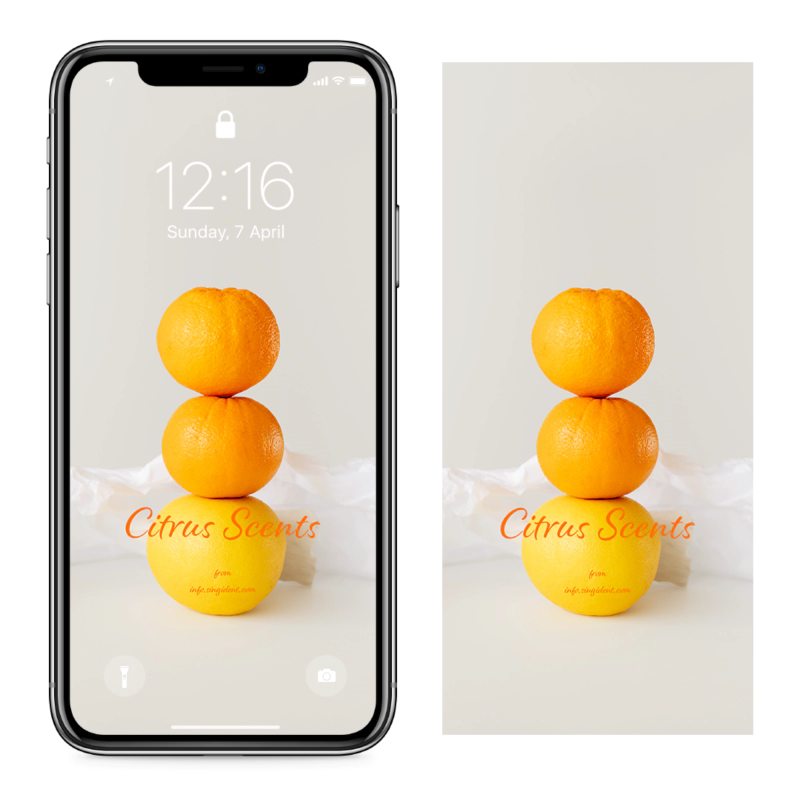 04 오렌지 3개 C - Citrus Scents 아이폰주황색배경화면