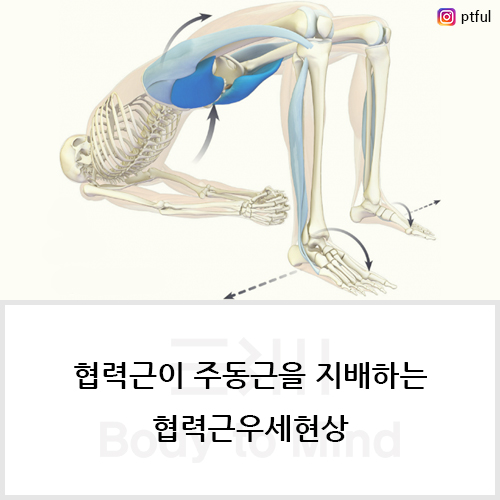  협동근(synergist)이 주동근(agonist)을 지배하는 협력근우세현상(synergist dominance)