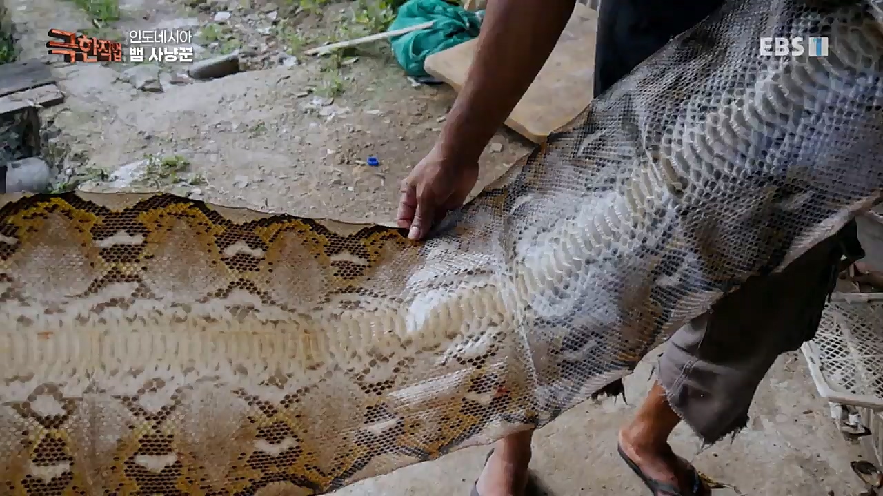 TV - 교육의 중심 EBS인도네시아 뱀사냥꾼.mp4_20221211_181515.043.jpg