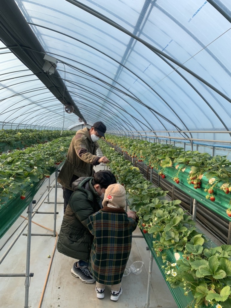 정현딸기농장, 28