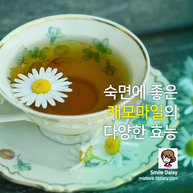  숙면에 좋은 캐모마일 효능 알아보기