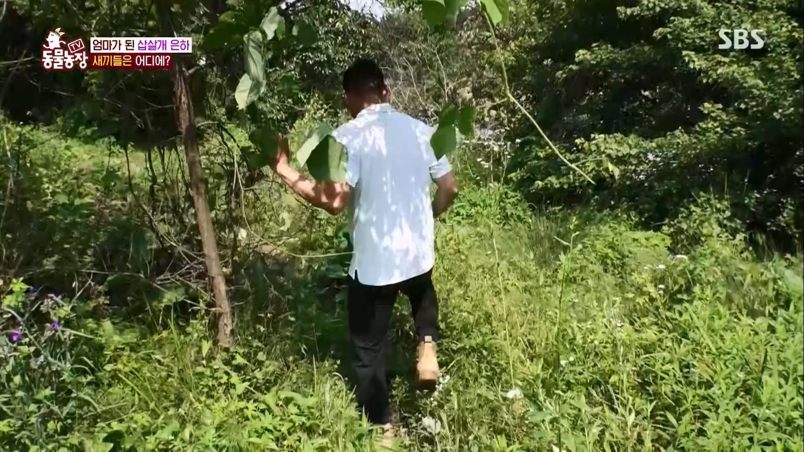 TV 동물농장.E1127.230702p.H264-F1RST.mp4_20230704_212710.722.jpg