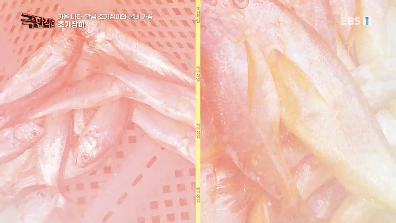 TV - 교육의 중심 EBS가을 바다 황금 조기잡이와 굴비 가공.mp4_20221122_195433.635.jpg
