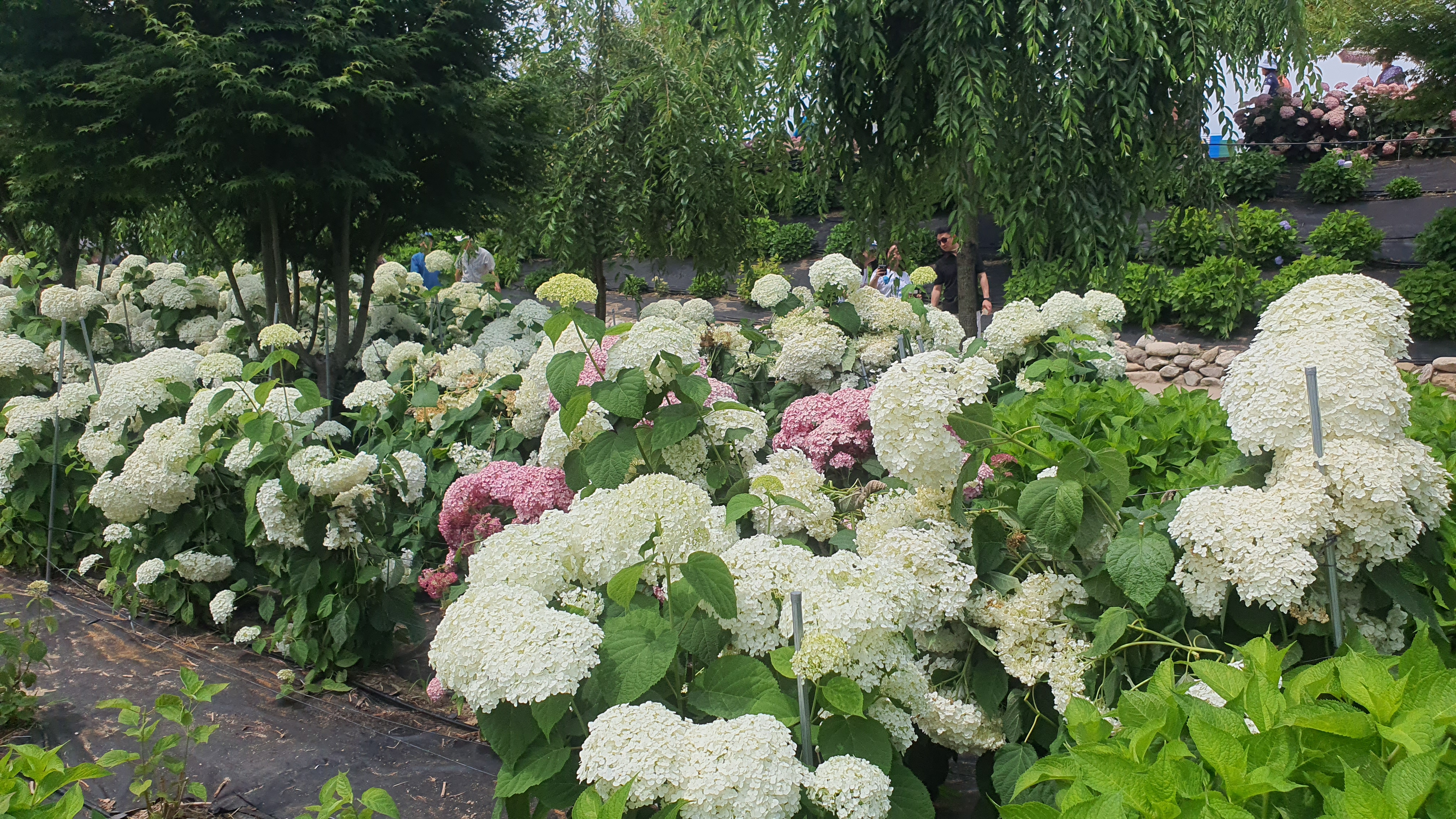 공주 유구 수국축제 주차정보(6월 충남 꽃축제)
