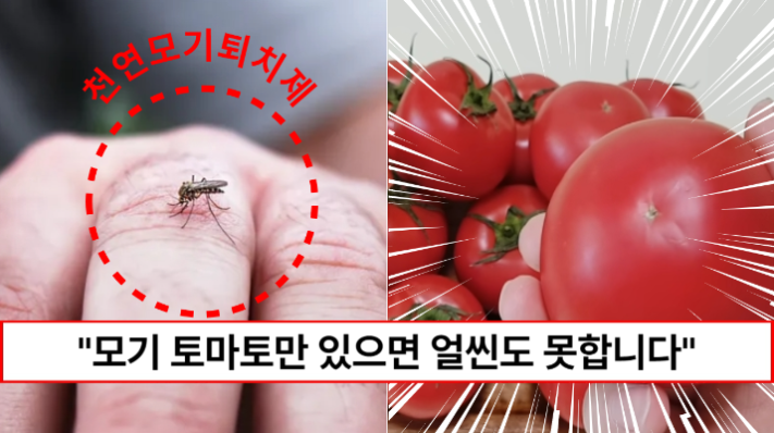 “토마토 하나면 모기가 얼씬도 못합니다” 집에서 모기를 안전하게 쫓을 수 있는 천연모기퇴치방법 5가지
