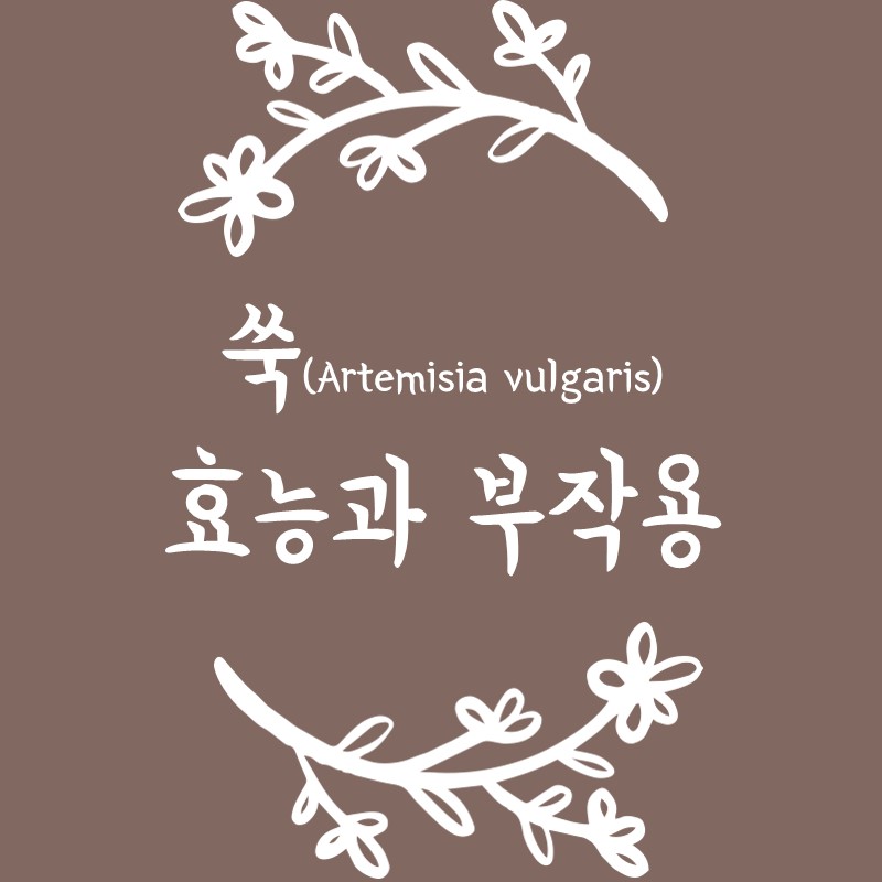 쑥 효능 부작용