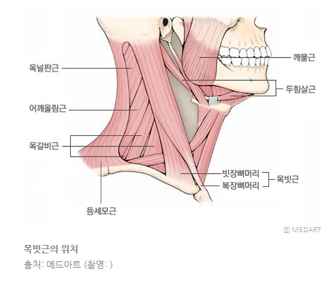 귀가 찌릿 아파요, 귀 뒤쪽 통증, 귀 신경통 : 대이개신경과 흉쇄유돌근 귀가 찌릿 아파요, 귀 뒤쪽 통증, 귀 신경통 : 대이개신경과 흉쇄유돌근