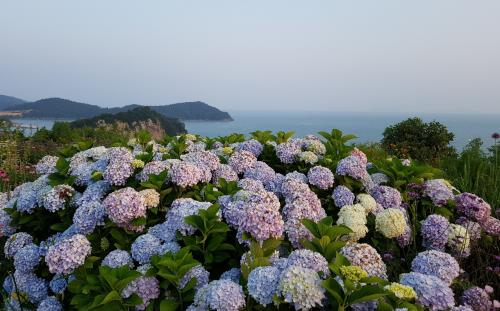 쑥섬 수국