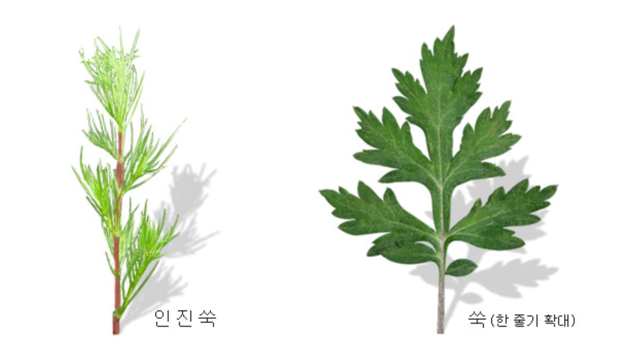 인진쑥 쑥 차이점