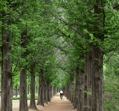 금강-자연휴양림-메타세콰이아