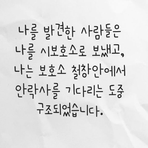 순둥이 록키의 가족찾기 대형견 유기견입양 말라뮤트 4