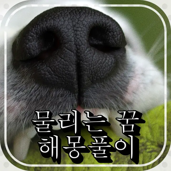물리는 꿈 해몽풀이 (용에게 물리는 꿈,목,허리,팔,돼지,좋아하는사람,사람에게 물리는 꿈) 물리는 꿈 해몽풀이 (용에게 물리는 꿈,목,허리,팔,돼지,좋아하는사람,사람에게 물리는 꿈)