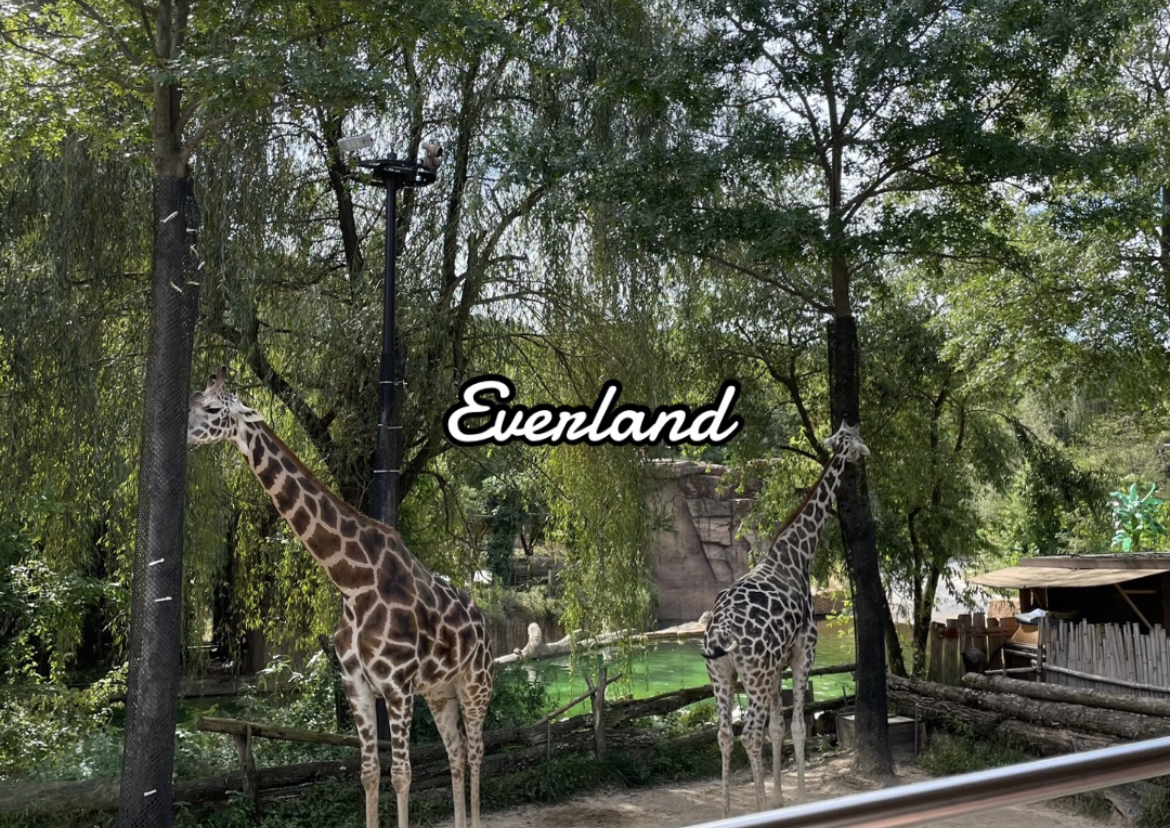  에버랜드 (Everland)