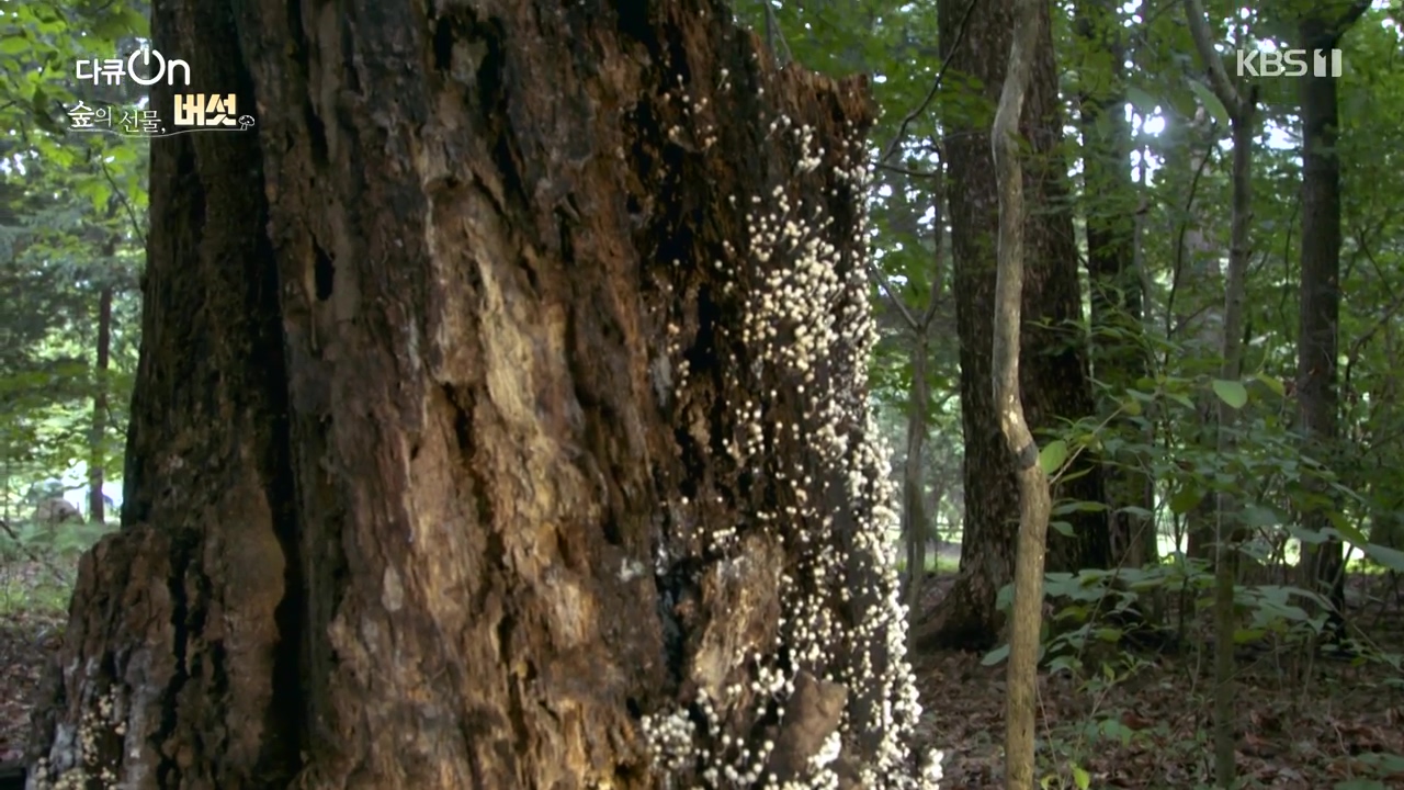 다큐 온.E227.231120p-NEXT.mp4_20231121_201850.896.jpg