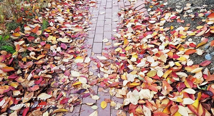 벗나무-낙엽