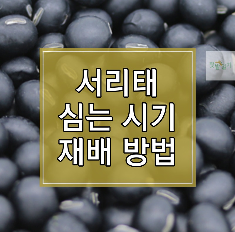 서리태 심는 시기 및 재배방법