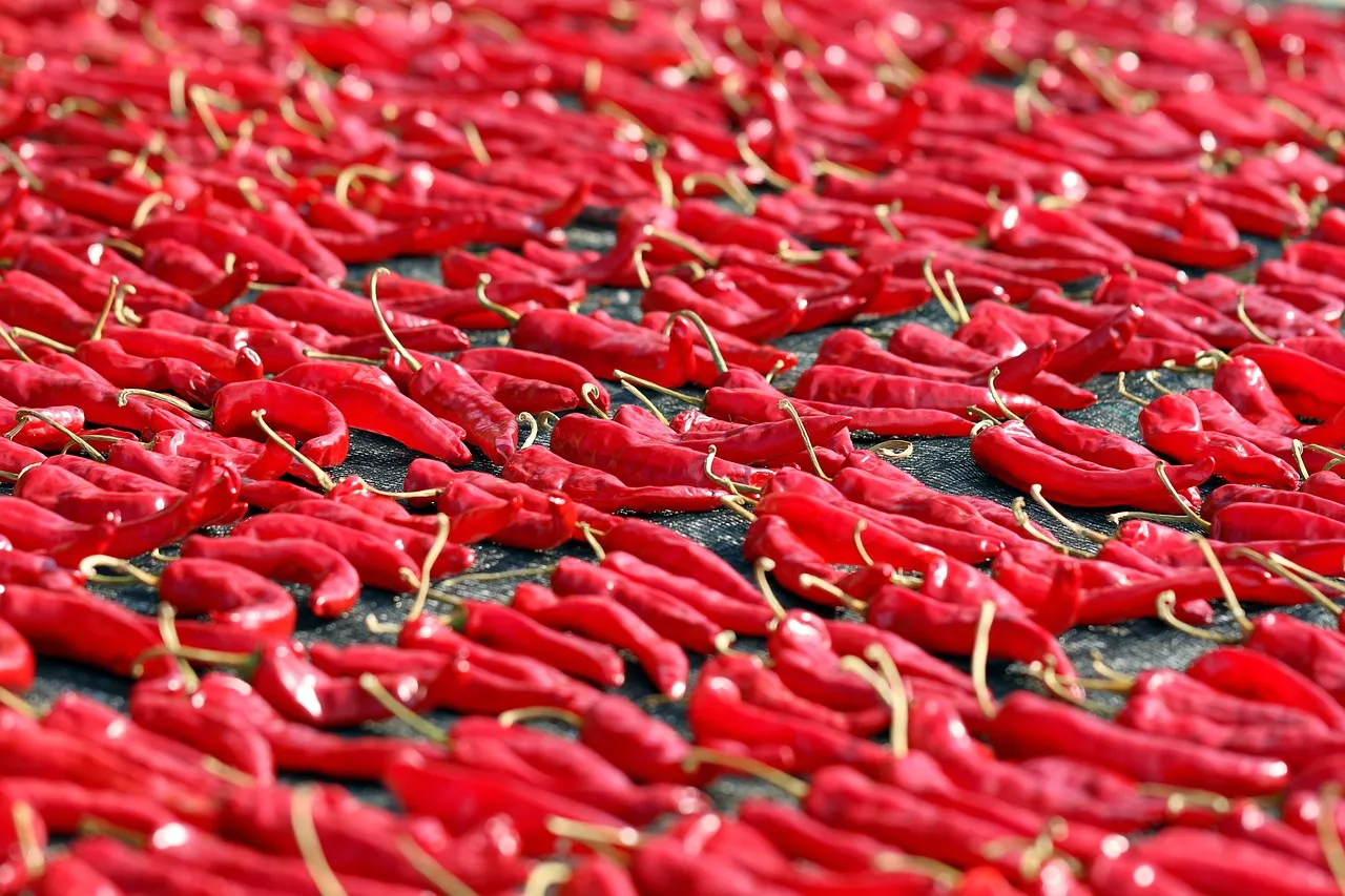 한국의김치